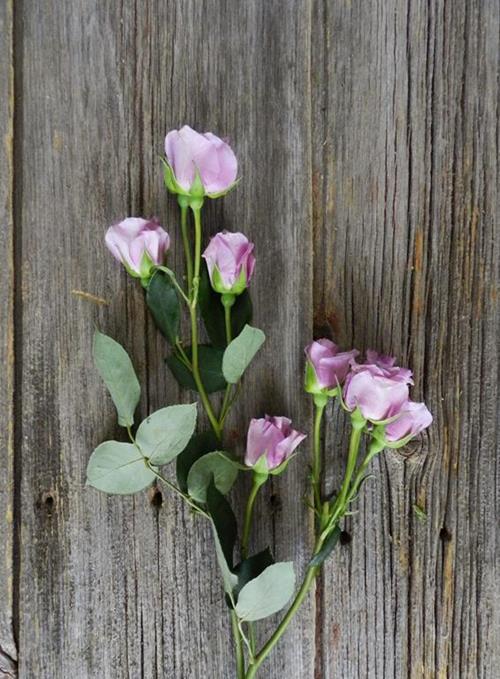 BLUE MOON  LAVENDER SPRAY ROSES